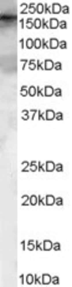 Invitrogen GEF5 Polyclonal Antibody 100 &mu;g; Unconjugated:Antikroppar