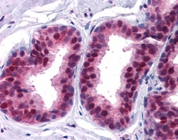 Invitrogen p27 Kip1 Polyclonal Antibody 100 &mu;g; Unconjugated:Antibodies,
