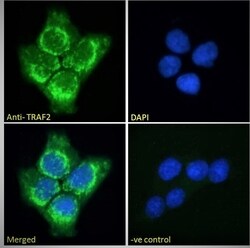 Invitrogen TRAF2 Polyclonal Antibody 100 &mu;g; Unconjugated:Antibodies,