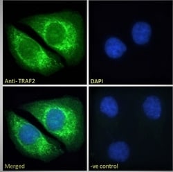 Invitrogen TRAF2 Polyclonal Antibody 100 &mu;g; Unconjugated:Antibodies,