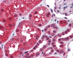 Invitrogen TRAF2 Polyclonal Antibody 100 &mu;g; Unconjugated:Antibodies,