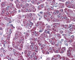 Invitrogen TRAF2 Polyclonal Antibody 100 &mu;g; Unconjugated:Antibodies,