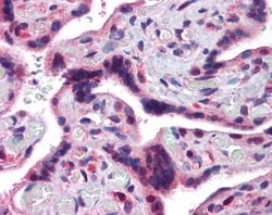 Invitrogen TRAF2 Polyclonal Antibody 100 &mu;g; Unconjugated:Antibodies,