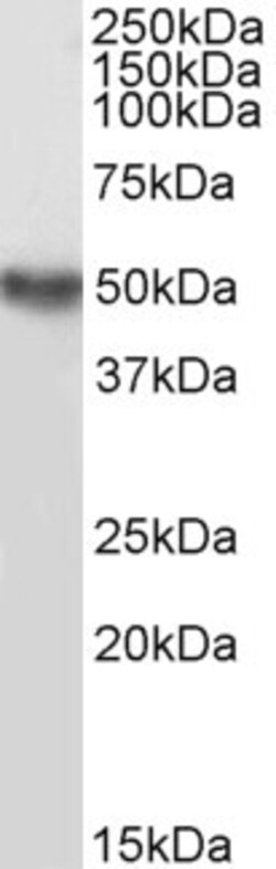 Invitrogen TRAF2 Polyclonal Antibody 100 &mu;g; Unconjugated:Antibodies,