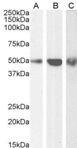 Invitrogen TRAF2 Polyclonal Antibody 100 &mu;g; Unconjugated:Antibodies,