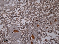 Invitrogen IBA1 Polyclonal Antibody 100 &mu;g; Unconjugated:Antibodies,