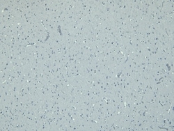 Invitrogen IBA1 Polyclonal Antibody 100 &mu;g; Unconjugated:Antibodies,
