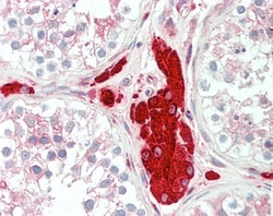 Invitrogen PGRMC1 Polyclonal Antibody 100 &mu;g; Unconjugated:Antibodies,