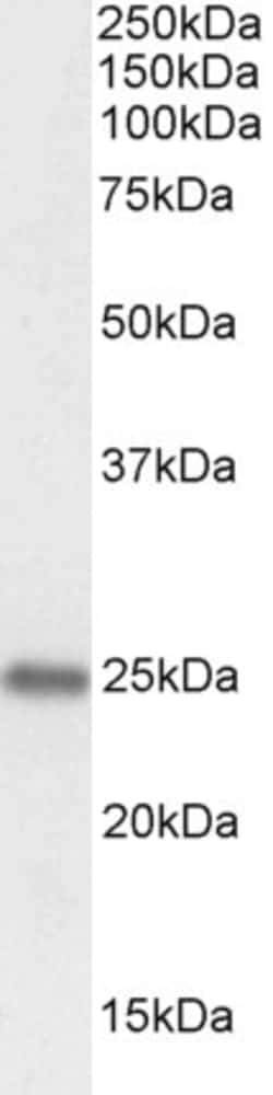 Invitrogen PGRMC1 Polyclonal Antibody 100 &mu;g; Unconjugated:Antibodies,