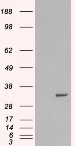 Invitrogen Syntaxin 6 Polyclonal Antibody 100 &mu;g; Unconjugated:Antibodies,