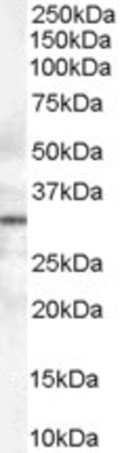 Invitrogen Syntaxin 6 Polyclonal Antibody 100 &mu;g; Unconjugated:Antibodies,