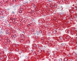 Invitrogen CYP17A1 Polyclonal Antibody 100 &mu;g; Unconjugated:Antibodies,