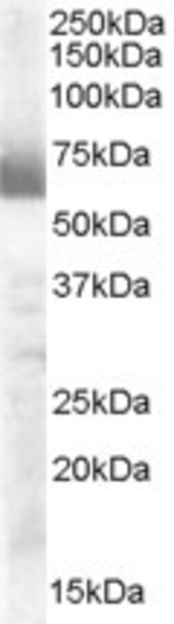 Invitrogen CYP17A1 Polyclonal Antibody 100 &mu;g; Unconjugated:Antibodies,