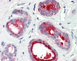 Invitrogen GCDFP-15 Polyclonal Antibody 100 &mu;g; Unconjugated:Antibodies,