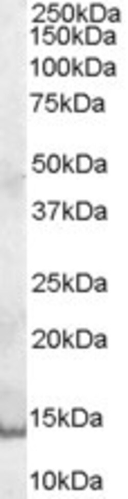 Invitrogen GCDFP-15 Polyclonal Antibody 100 &mu;g; Unconjugated:Antibodies,