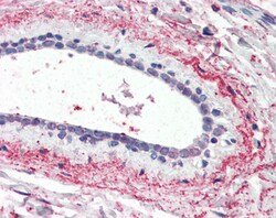 Invitrogen WNT3 Polyclonal Antibody 100 &mu;g; Unconjugated:Antibodies,