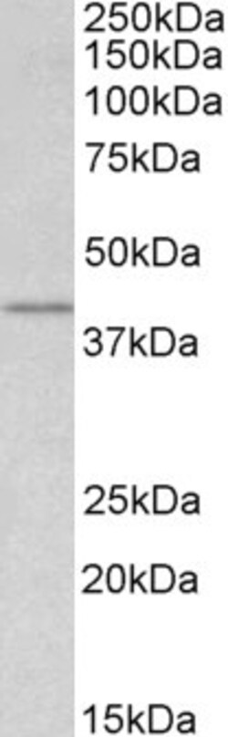 Invitrogen WNT3 Polyclonal Antibody 100 &mu;g; Unconjugated:Antibodies,