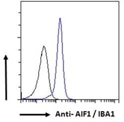 Invitrogen IBA1 Polyclonal Antibody 100 &mu;g; Unconjugated:Antibodies,