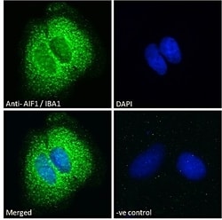 Invitrogen IBA1 Polyclonal Antibody 100 &mu;g; Unconjugated:Antibodies,