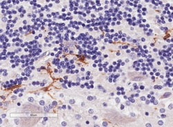 Invitrogen IBA1 Polyclonal Antibody 100 &mu;g; Unconjugated:Antibodies,