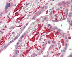Invitrogen IBA1 Polyclonal Antibody 100 &mu;g; Unconjugated:Antibodies,
