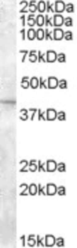 Invitrogen SLC24A5 Polyclonal Antibody 100 &mu;g; Unconjugated:Antibodies,