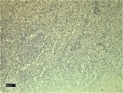 Invitrogen Leptin Receptor Polyclonal Antibody 100 &mu;g; Unconjugated:Antibodies,