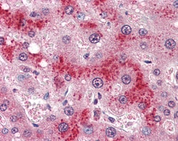 Invitrogen Leptin Receptor Polyclonal Antibody 100 &mu;g; Unconjugated:Antibodies,