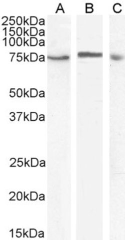 Invitrogen TAK1 Polyclonal Antibody 100 &mu;g; Unconjugated:Antibodies,