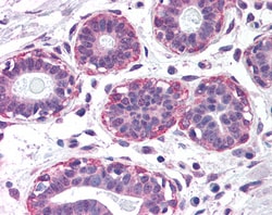 Invitrogen NET1 Polyclonal Antibody 100 &mu;g; Unconjugated:Antibodies,