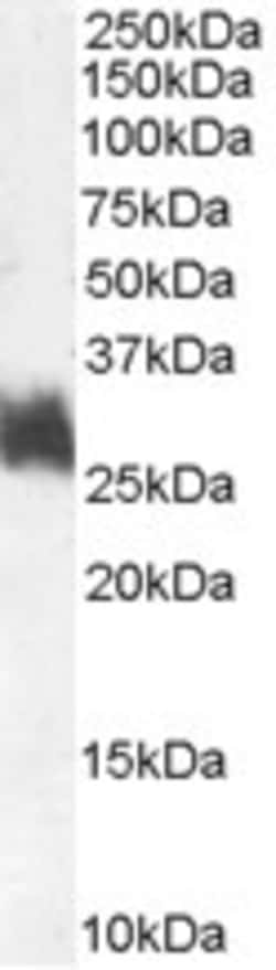 Invitrogen Fra1 Polyclonal Antibody 100 &mu;g; Unconjugated:Antibodies,
