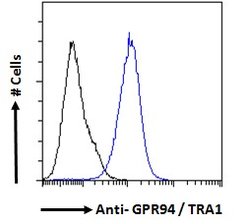 Invitrogen GRP94 Polyclonal Antibody 100 &mu;g; Unconjugated:Antibodies,