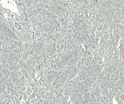 Invitrogen GRP94 Polyclonal Antibody 100 &mu;g; Unconjugated:Antibodies,
