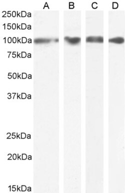 Invitrogen GRP94 Polyclonal Antibody 100 &mu;g; Unconjugated:Antibodies,