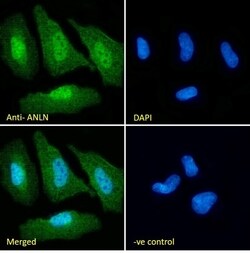 Invitrogen Anillin Polyclonal Antibody 100 &mu;g; Unconjugated:Antibodies,
