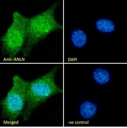 Invitrogen™ Anillin Polyclonal Antibody