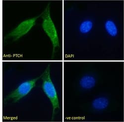 Invitrogen PTCH Polyclonal Antibody 100 &mu;g; Unconjugated:Antibodies,