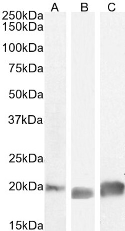 Invitrogen GPX4 Polyclonal Antibody 100 &mu;g; Unconjugated:Antibodies,
