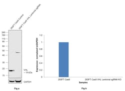 Invitrogen VHL Polyclonal Antibody 100 &mu;g; Unconjugated:Antibodies,