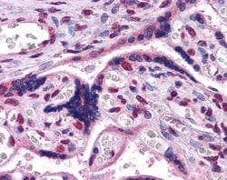 Invitrogen GBX2 Polyclonal Antibody 100 &mu;g; Unconjugated:Antibodies,