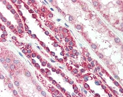 Invitrogen TSPO Polyclonal Antibody 100 &mu;g; Unconjugated:Antibodies,