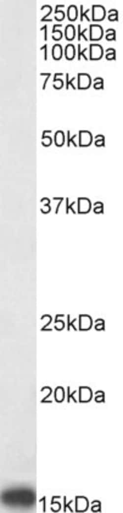 Invitrogen TSPO Polyclonal Antibody 100 &mu;g; Unconjugated:Antibodies,