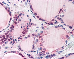 Invitrogen FBXL3 Polyclonal Antibody 100 μg; Unconjugated:Antibodies,