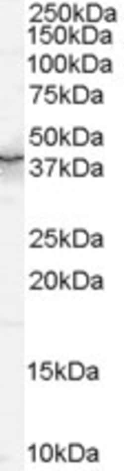 Invitrogen QKI Polyclonal Antibody 100 &mu;g; Unconjugated:Antibodies,