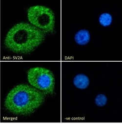 Invitrogen SV2A Polyclonal Antibody 100 &mu;g; Unconjugated:Antibodies,