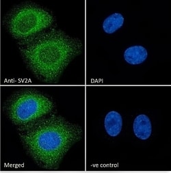 Invitrogen SV2A Polyclonal Antibody 100 &mu;g; Unconjugated:Antibodies,