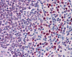 Invitrogen FLAP Polyclonal Antibody 100 &mu;g; Unconjugated:Antikörper