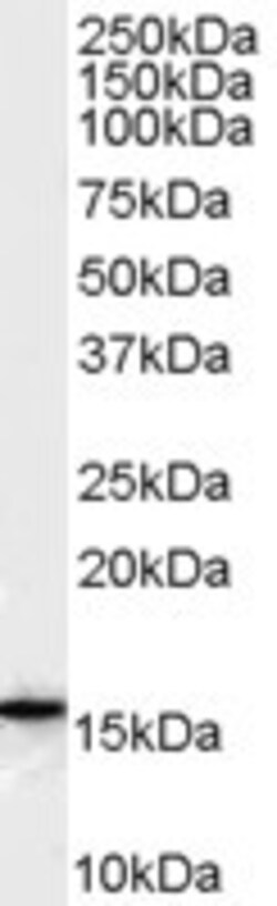 Invitrogen FLAP Polyclonal Antibody 100 &mu;g; Unconjugated:Antikörper