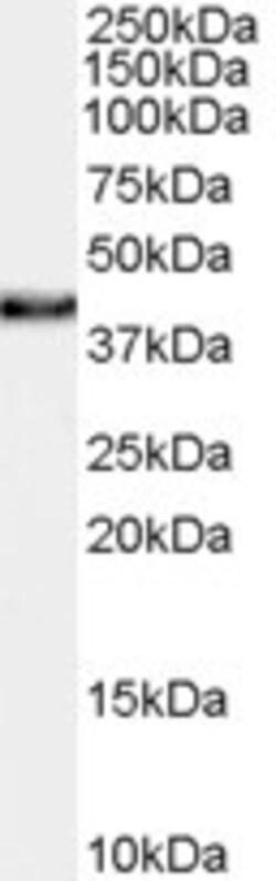 Invitrogen XLF Polyclonal Antibody 100 &mu;g; Unconjugated:Antibodies,