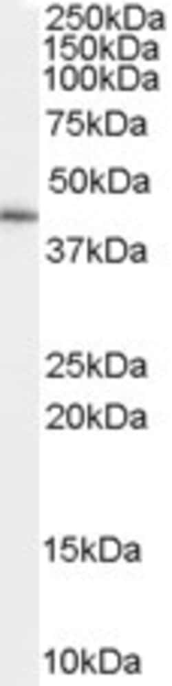 Invitrogen GATA5 Polyclonal Antibody 100 μg; Unconjugated:Antibodies,